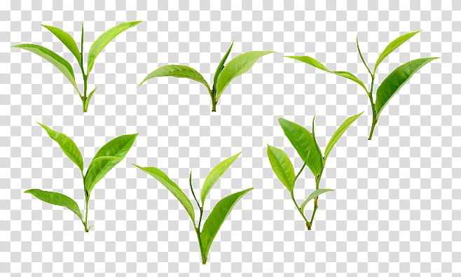 Green tea Leaf Camellia sinensis , Green tea transparent background PNG clipart