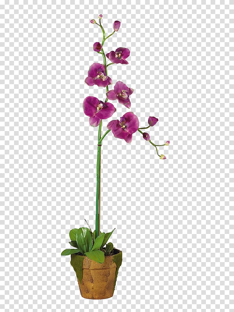 Dendrobium Orchids Cut flowers Plant, flower transparent background PNG clipart