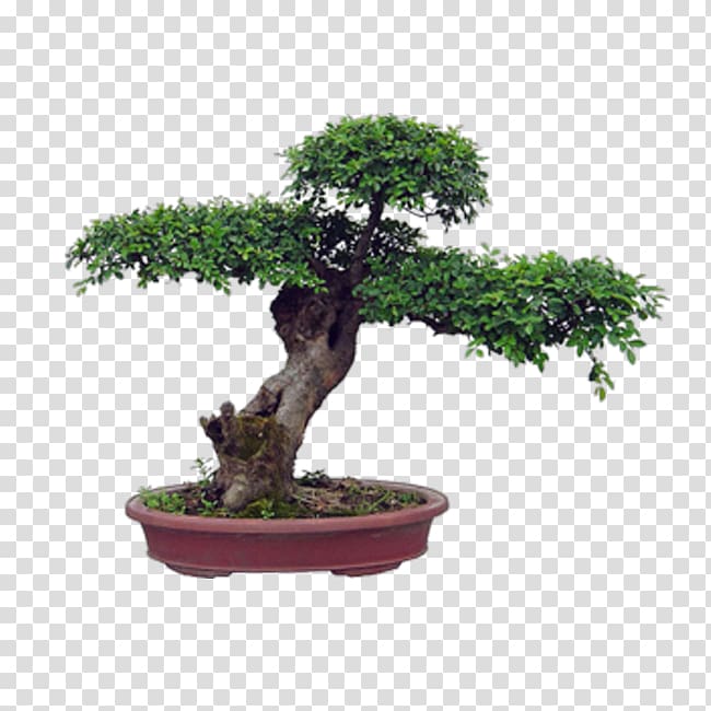 Chinese sweet plum Flowerpot Bonsai Penjing Ornamental plant, plant transparent background PNG clipart