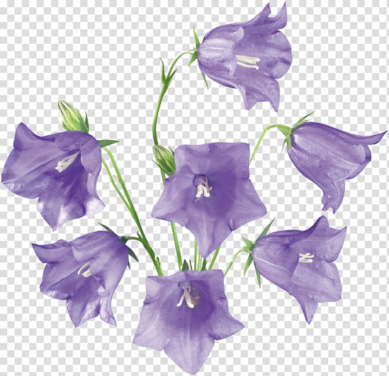 Bellflowers, bell transparent background PNG clipart