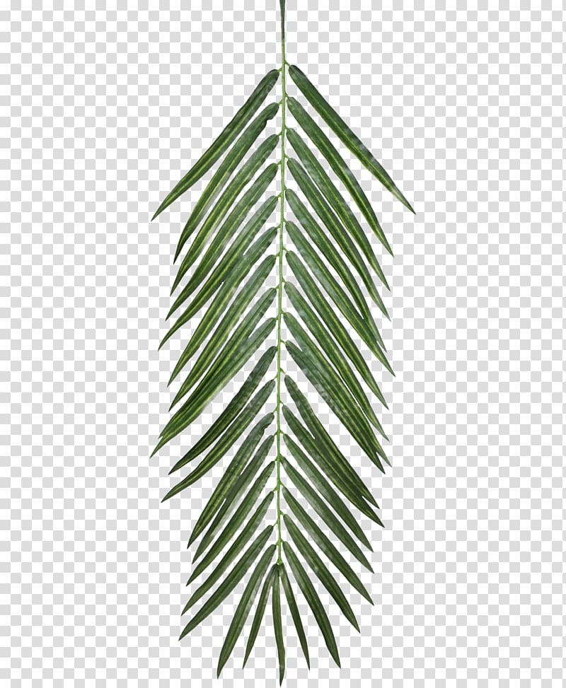 palm leaf , Plant Opacity Texture mapping Leaf, palm leaves transparent background PNG clipart