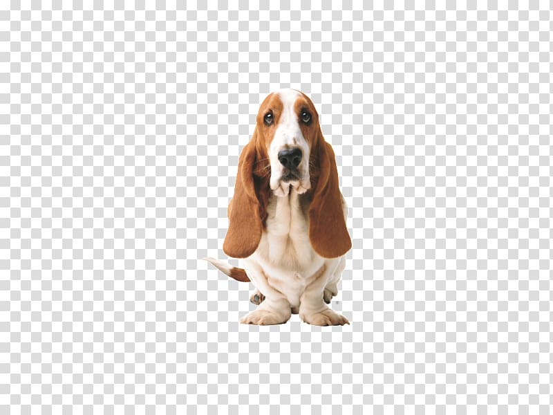 Hush Puppies Shoe Footwear Casual Clothing, Basset Hound transparent background PNG clipart