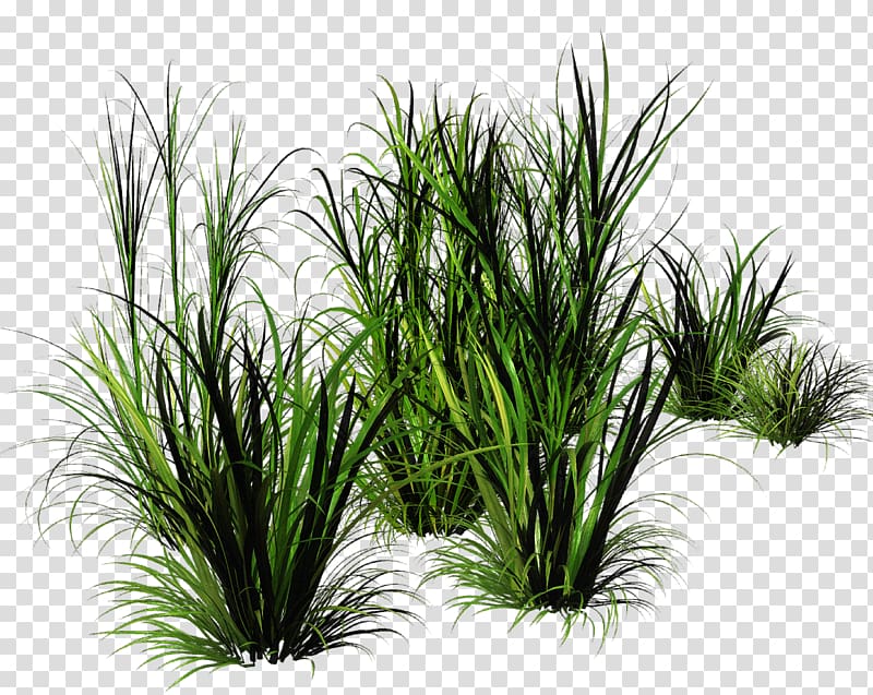 Green grass transparent background PNG clipart