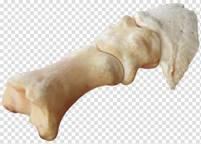 Horse Bone Bear, legs transparent background PNG clipart