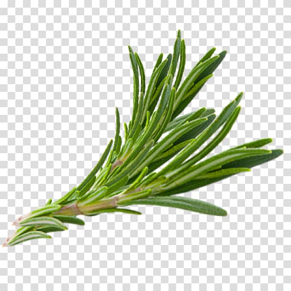 green leaves, Rosemary Herb Thymes Hair, herbs transparent background PNG clipart