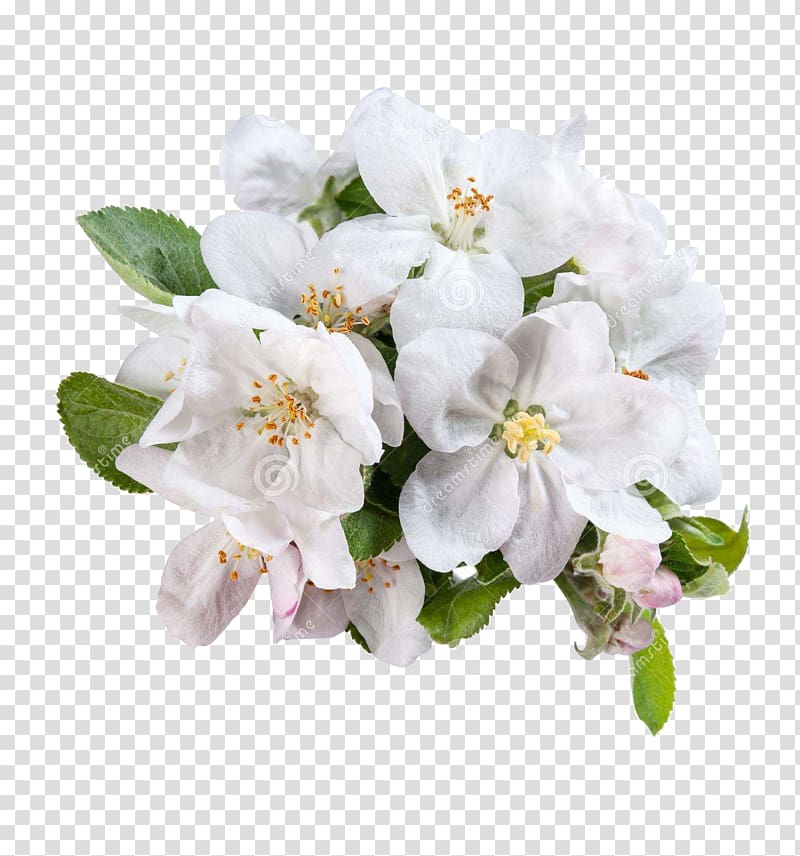 white flower , White Flower Apple, Green apple flowers transparent background PNG clipart