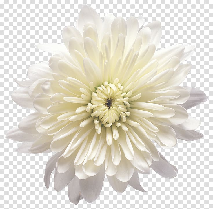 Chrysanthemum Flower Yellow White , white flower transparent background PNG clipart