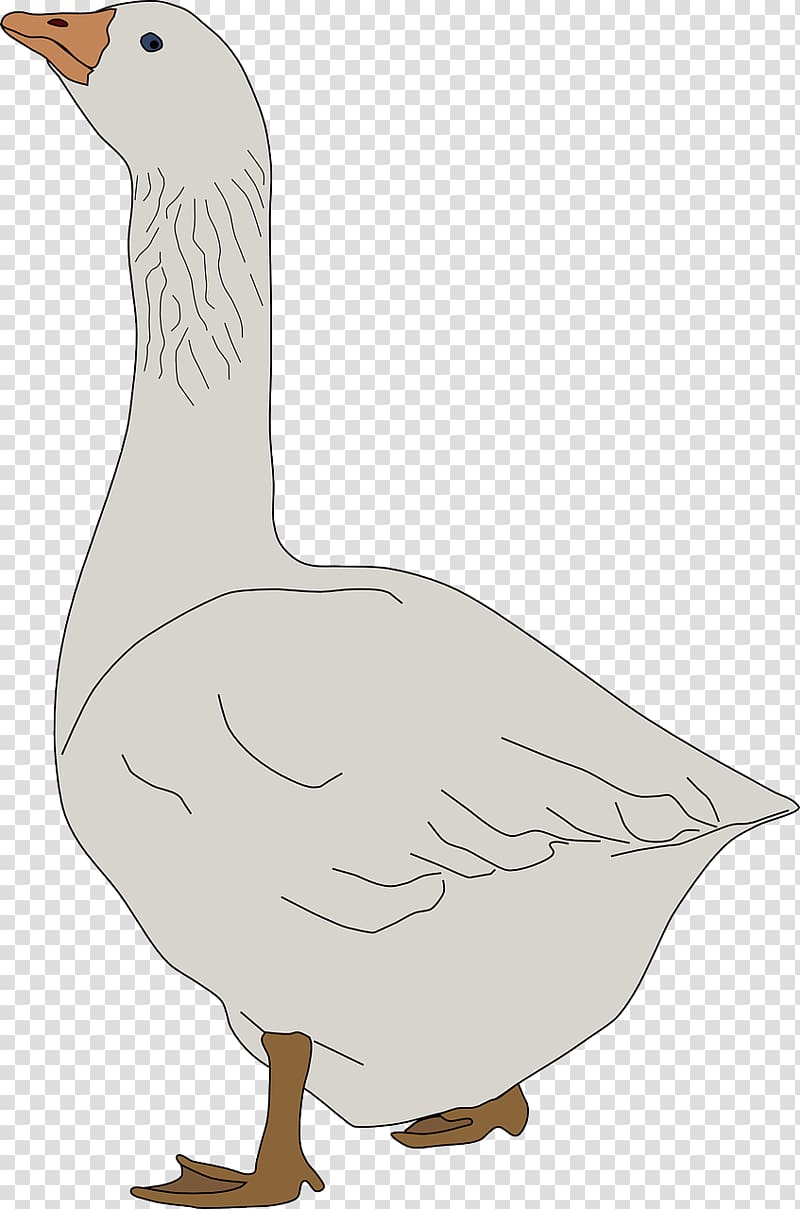 Domestic goose , White Swan transparent background PNG clipart