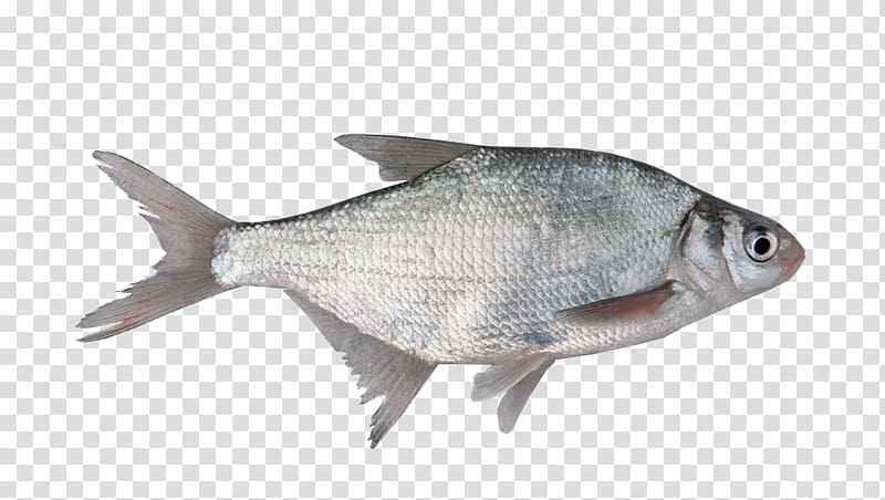 Fish as food Milkfish Organism Freshwater fish, fish transparent background PNG clipart