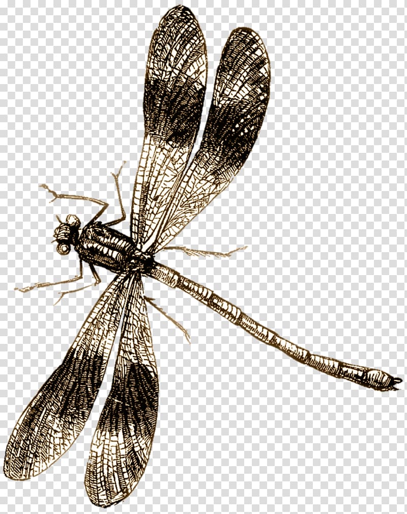 Dragonfly Drawing , Flying dragonfly transparent background PNG clipart