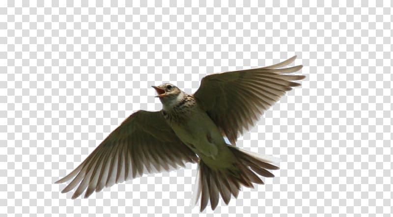 Lark Bird Beak Animal Feather, Bird transparent background PNG clipart