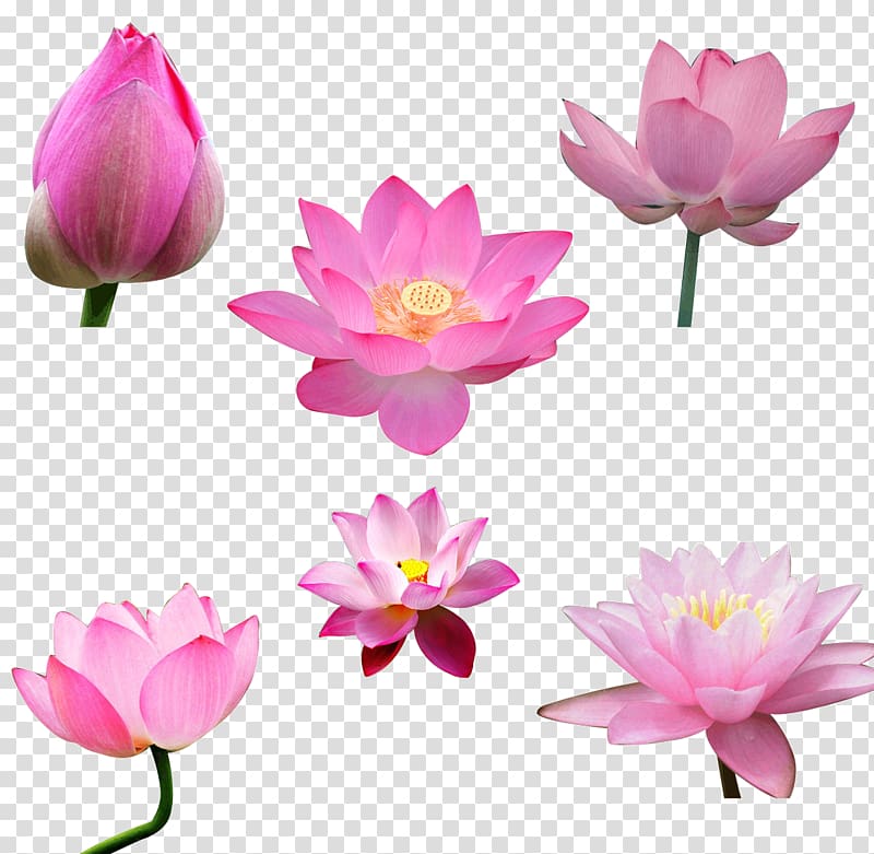 Computer file, Lotus Lotus transparent background PNG clipart