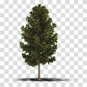 Pohon 4d login