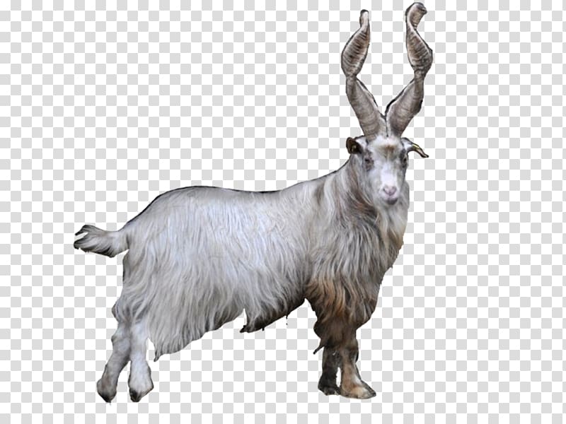 Feral goat Farma park Mountain goat Fur, goat transparent background PNG clipart