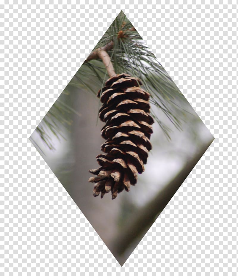 Pine Conifers Tree Christmas ornament, pine cone transparent background PNG clipart