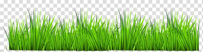 Drawing , Grass Border transparent background PNG clipart