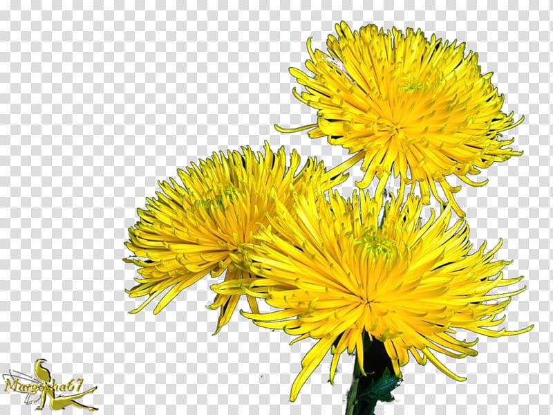 Safflower Chrysanthemum Dandelion Golden samphire Cut flowers, chrysanthemum transparent background PNG clipart