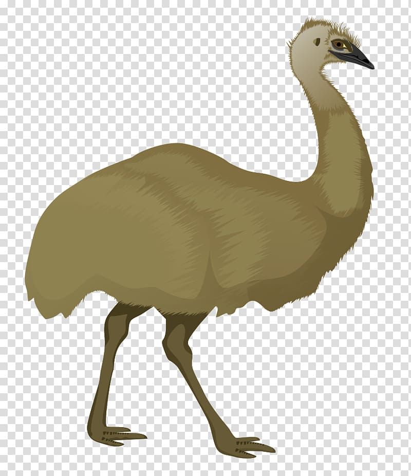 Emu .xchng , Emu transparent background PNG clipart