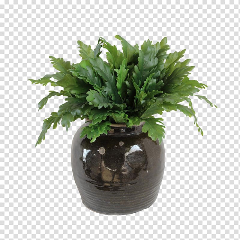 Fern Flowerpot Houseplant Evergreen Tree, others transparent background PNG clipart