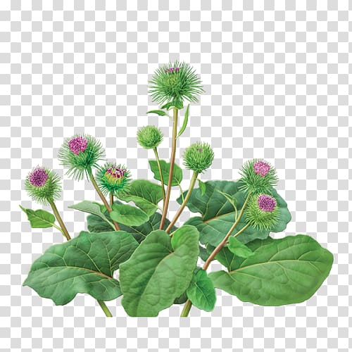 Green tea Greater burdock Dandelion and burdock Organic food, tea transparent background PNG clipart