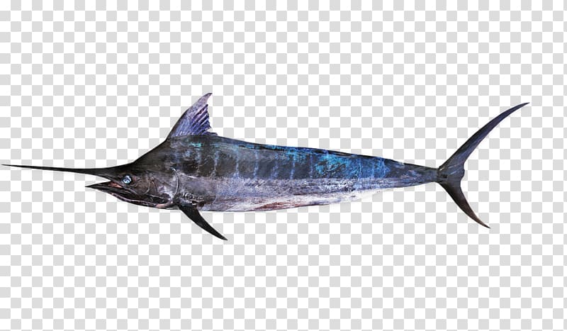 Swordfish Striped marlin Atlantic blue marlin Kajikia, Indopacific Blue Marlin transparent background PNG clipart