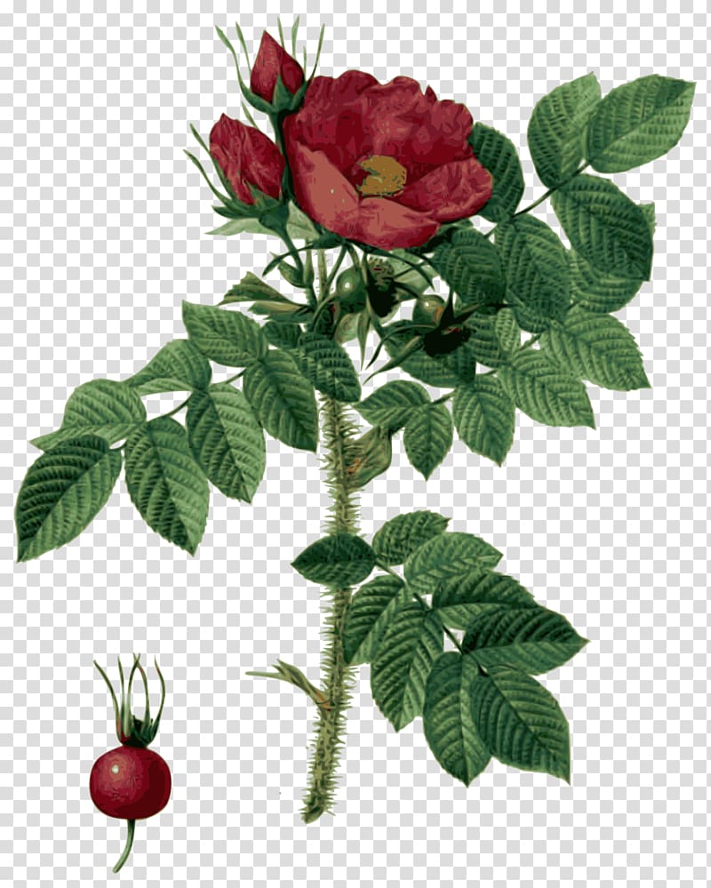 Les roses Botanical illustration Flower, Pierrejoseph Redoutxe9 transparent background PNG clipart
