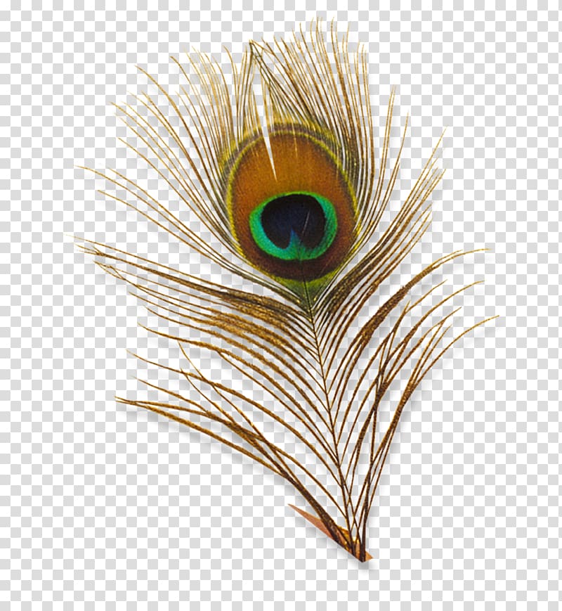 Bird Feather Peafowl , peacock transparent background PNG clipart