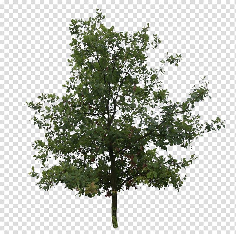 Tree River birch Quercus bicolor Bur oak Leaf, oak transparent ...