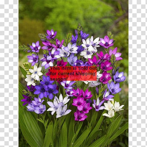 Babiana stricta Bulb Corm Plant Genus, bulb transparent background PNG clipart