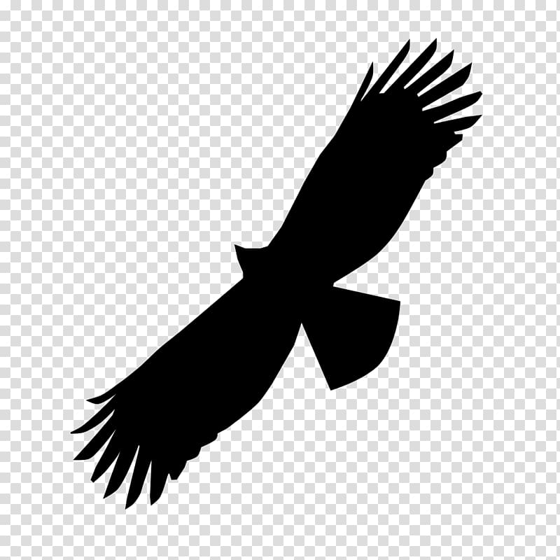 Black eagle Bird of prey Bald Eagle Beak, eagle transparent background PNG clipart