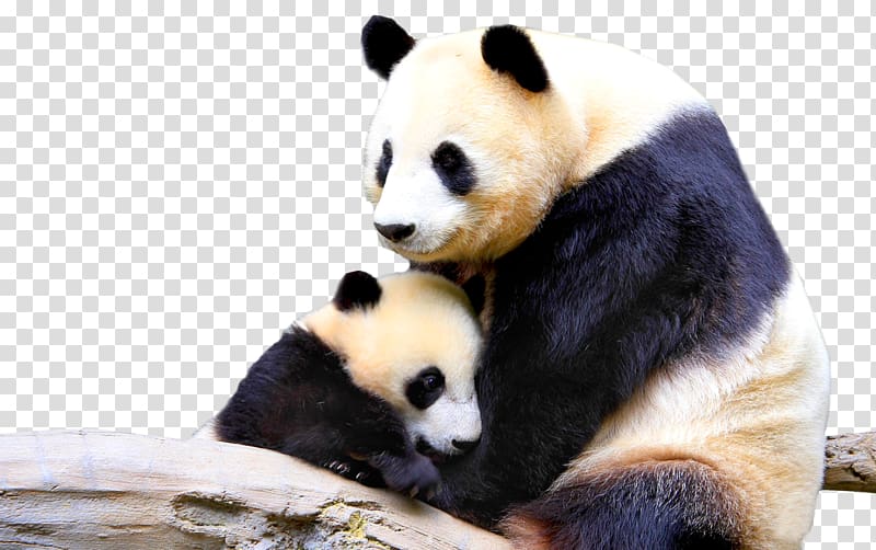 Giant panda 1080p High-definition television Desktop Display resolution, creative panda transparent background PNG clipart