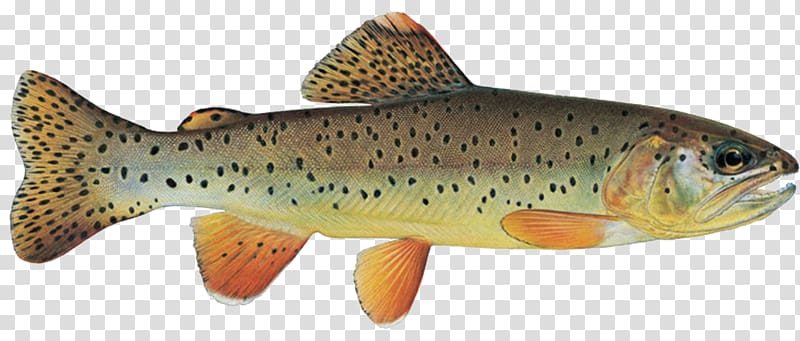 Salmon Cutthroat trout Apache trout Arizona, trout transparent background PNG clipart