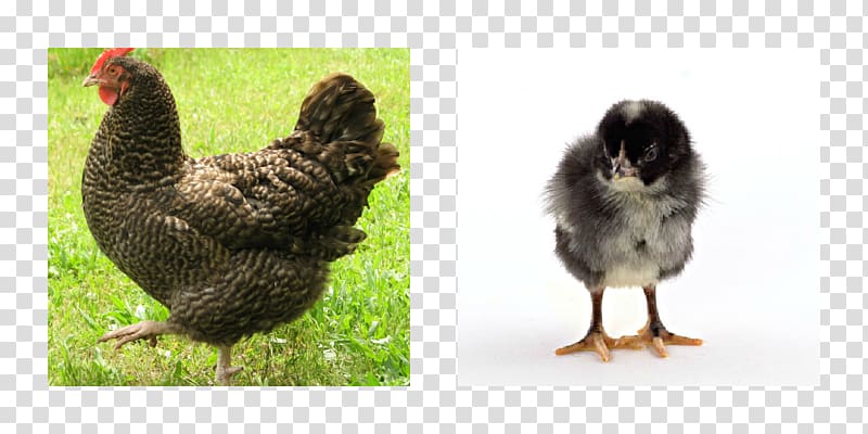 Rooster Marans Egg Breed Hen, Egg transparent background PNG clipart