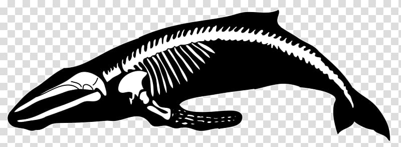Humpback whale Human skeleton Blue whale, whale transparent background PNG clipart
