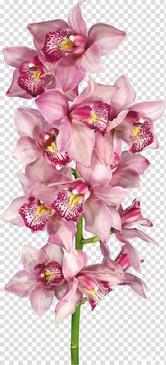Orchids , flower transparent background PNG clipart