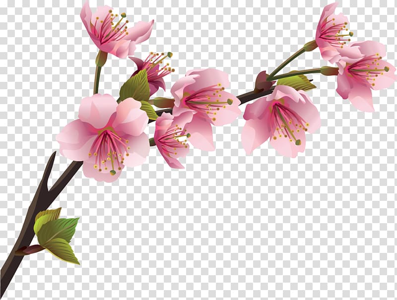 Cherry blossom Branch Wall decal, spring transparent background PNG clipart