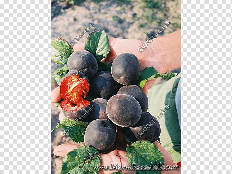 Blueberry Bilberry Damson Local food, Prunus Tomentosa transparent background PNG clipart