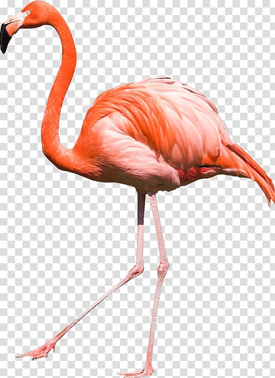 flamingo , Flamingo Large Side transparent background PNG clipart