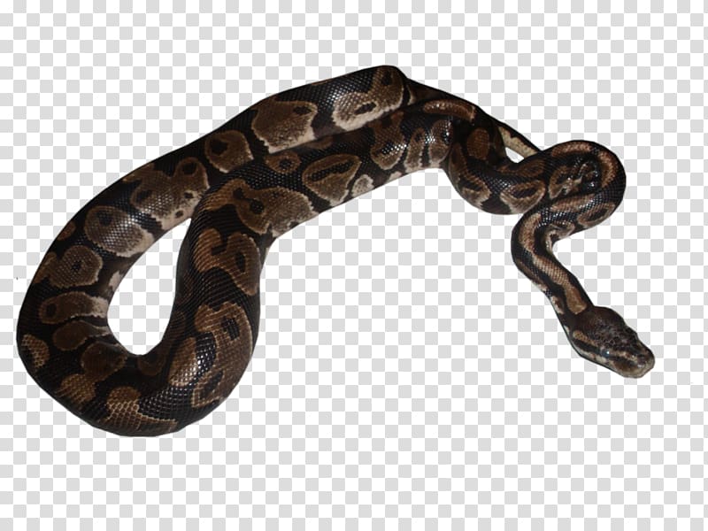 Boa constrictor Rattlesnake Vipers Kingsnakes, snake transparent background PNG clipart
