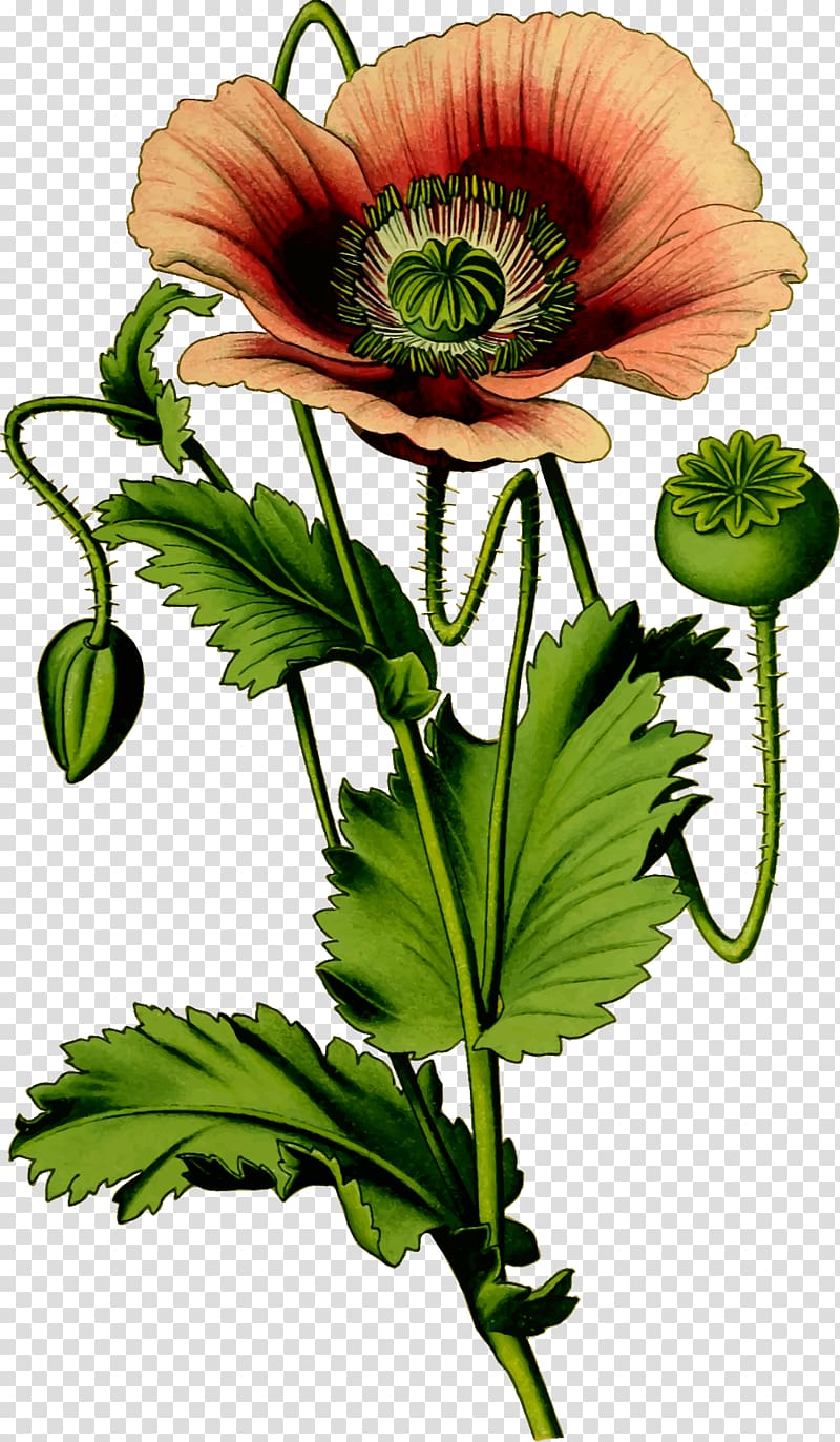Opium poppy Plant Common poppy, poppy transparent background PNG clipart