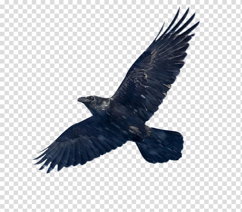Common raven Libra Zodiac Astrological sign Horoscope, black transparent background PNG clipart