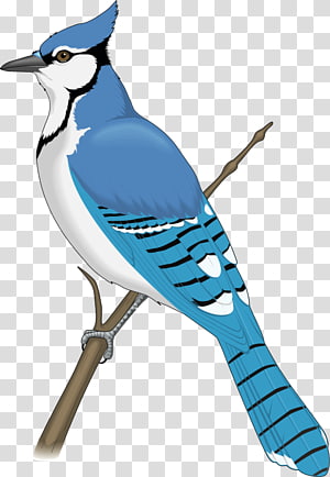 Blue Jay - Realistic Blue Jay Drawings Transparent PNG - 1017x786 - Free  Download on NicePNG