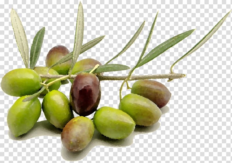 Organic food Olive oil Wine, olive oil transparent background PNG clipart
