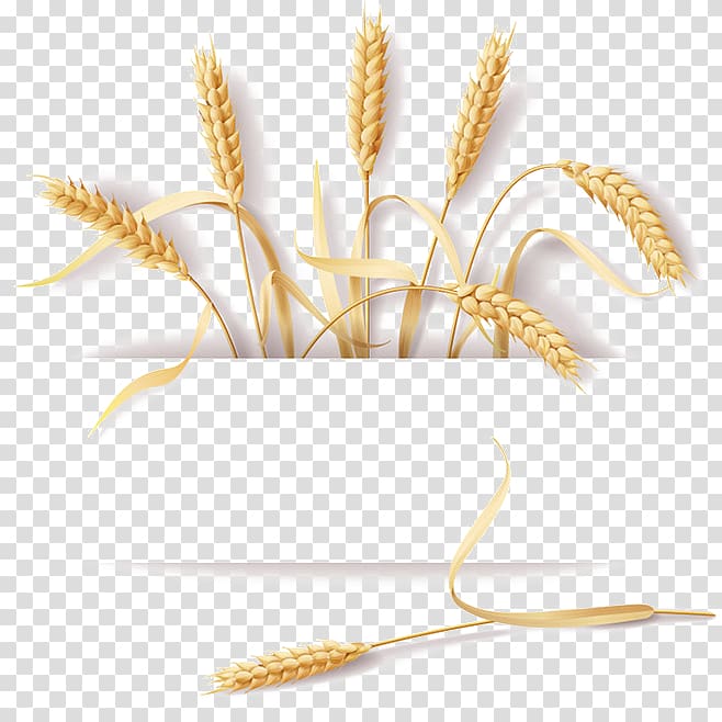 brown wheat illustration, Common wheat Cereal Ear Rye, Wheat straw design material transparent background PNG clipart