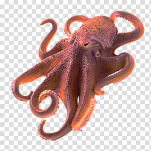 brown octopus illustration, Octopus , Octopus Free transparent background PNG clipart