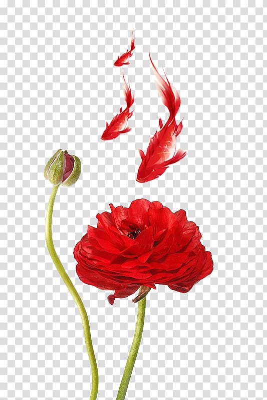 Ranunculus asiaticus Meadow buttercup Poppy Red Petal, Red Lotus transparent background PNG clipart