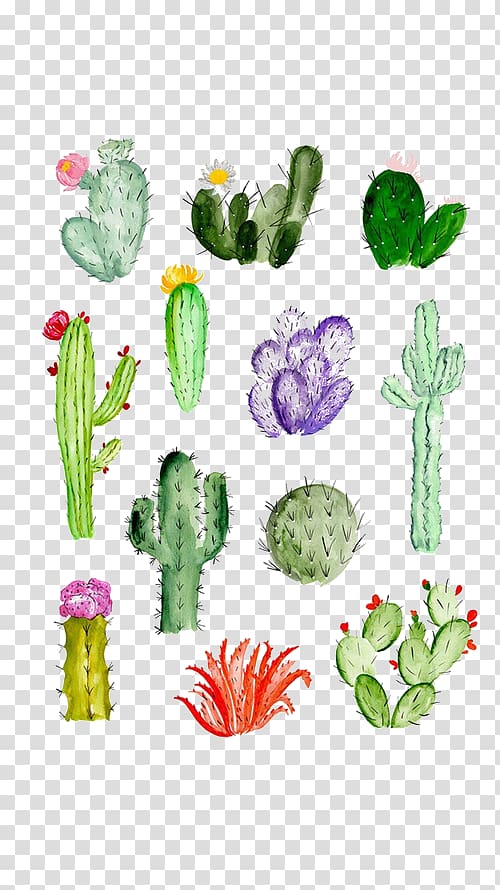 Cactaceae Drawing Watercolor painting Succulent plant, cactus, cactus plant illustration transparent background PNG clipart