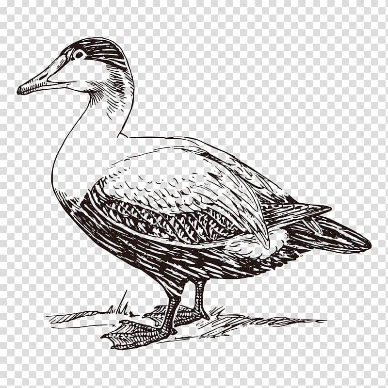 American Pekin Duck Mallard Bird , duck transparent background PNG clipart