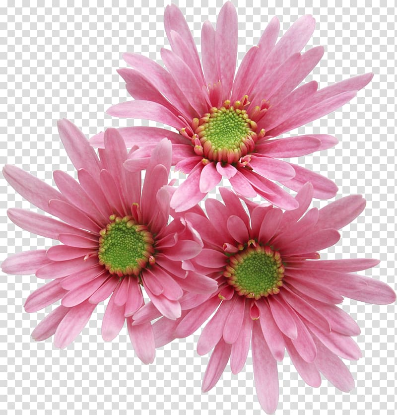Pink flowers Rose, Pink Gerbera transparent background PNG clipart