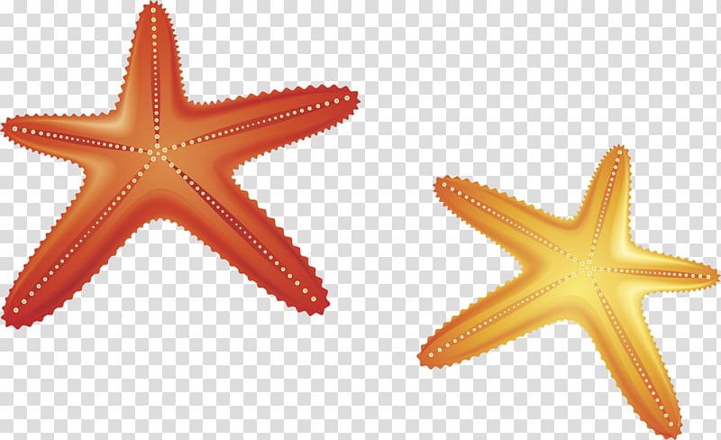 Starfish Euclidean Computer file, Starfish material transparent background PNG clipart